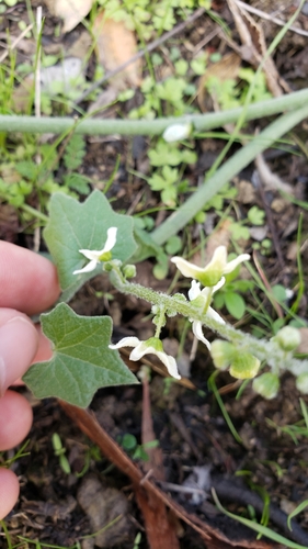 iNaturalist observation photo of California manroot