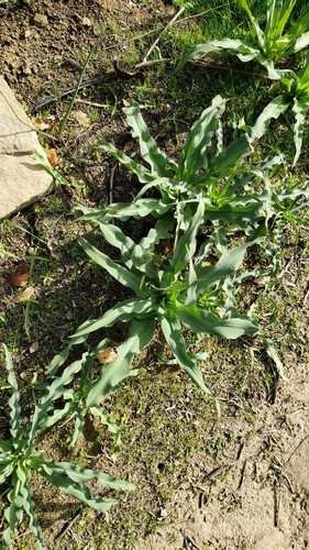 iNaturalist observation photo of wavy-leafed soap plant