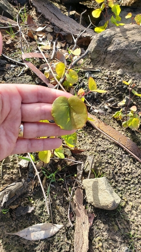 iNaturalist observation photo of Western Redbud