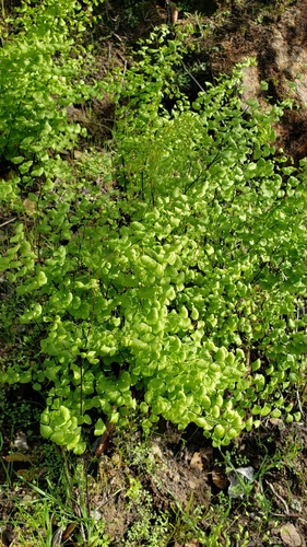 iNaturalist observation photo of California Maidenhair Fern