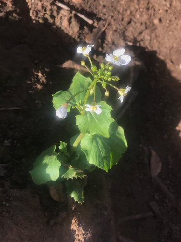 iNaturalist observation photo of milkmaids