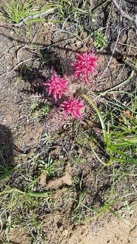 iNaturalist observation photo of Warrior's Plume