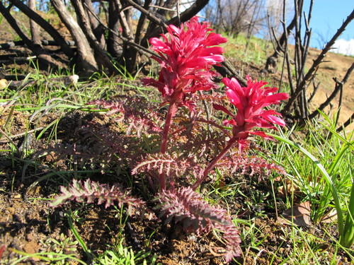 iNaturalist observation photo of Warrior's Plume