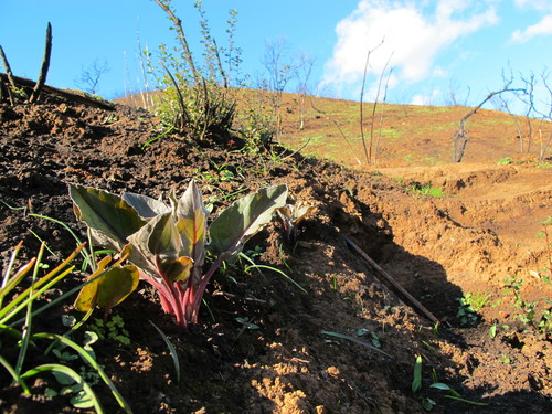 iNaturalist observation photo of Pacific hound's tongue