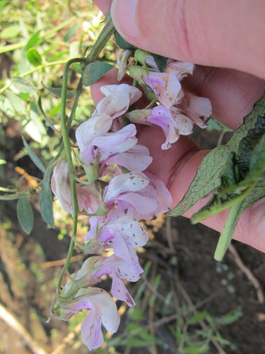 iNaturalist observation photo of Pacific pea