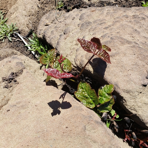 iNaturalist observation photo of Pacific poison oak