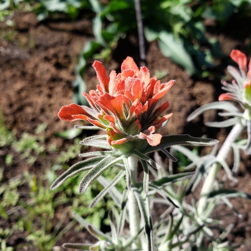 iNaturalist observation photo of Felt Paintbrush