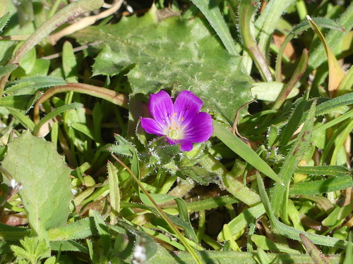 iNaturalist observation photo of redmaids