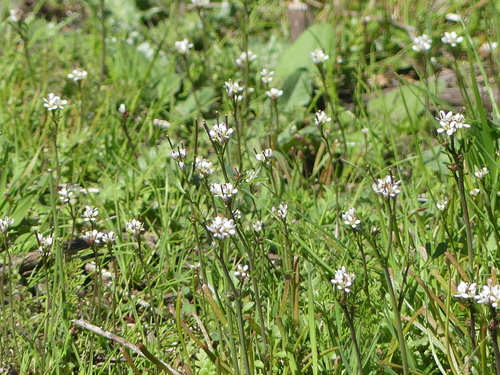 iNaturalist observation photo of Bittercresses and Toothworts