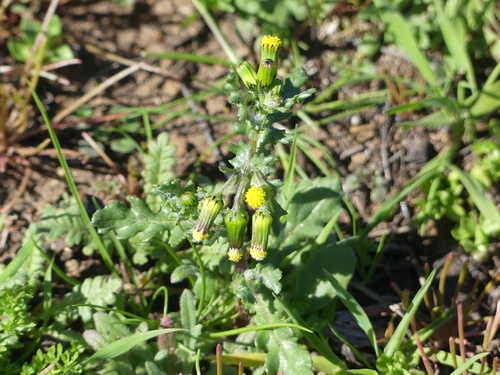 iNaturalist observation photo of common groundsel