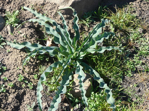 iNaturalist observation photo of wavy-leafed soap plant