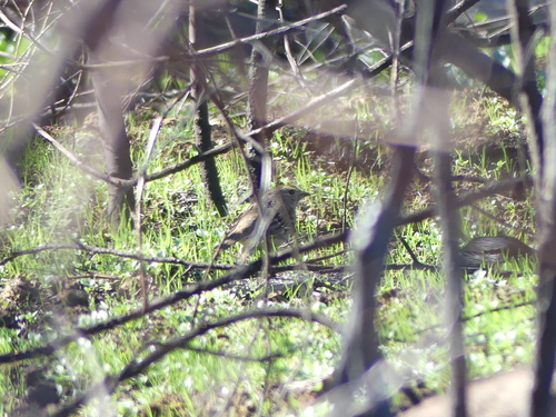 iNaturalist observation photo of Golden-crowned Sparrow