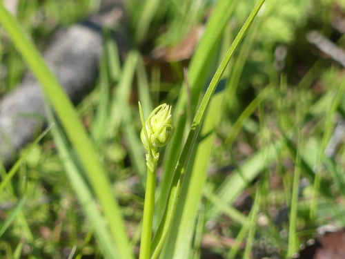 iNaturalist observation photo of Deathcamas