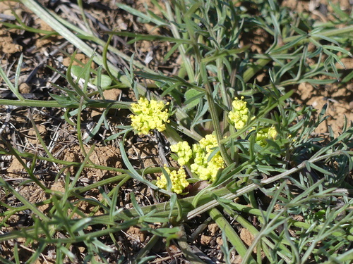 iNaturalist observation photo of alkali desertparsley