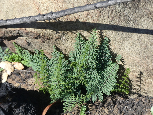 iNaturalist observation photo of bird's foot cliffbrake
