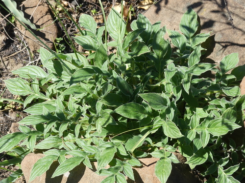 iNaturalist observation photo of Scorpionweeds