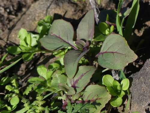 iNaturalist observation photo of Clarkias