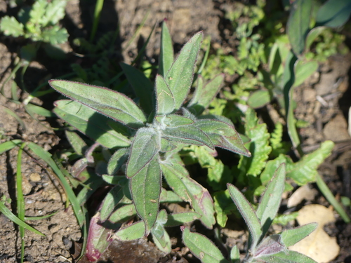 iNaturalist observation photo of California fuchsia