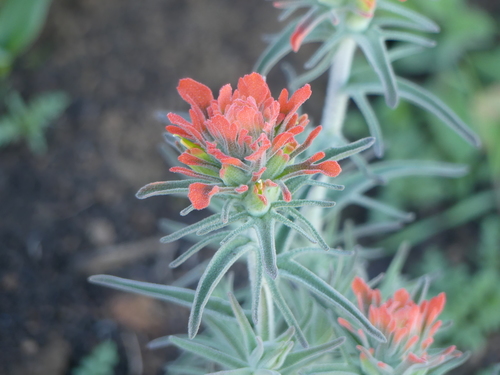 iNaturalist observation photo of Felt Paintbrush