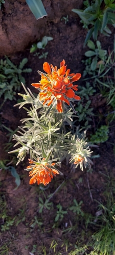 iNaturalist observation photo of Felt Paintbrush