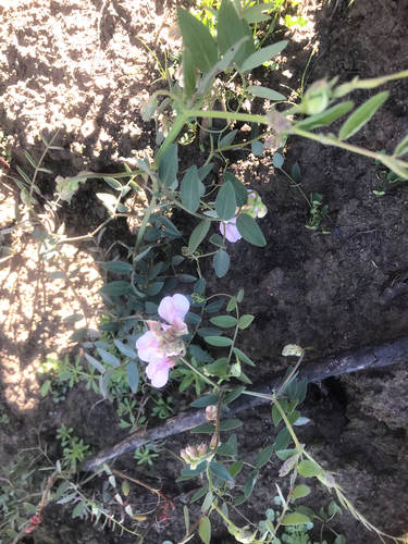 iNaturalist observation photo of Pacific pea
