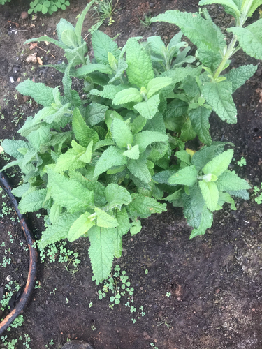 iNaturalist observation photo of California Pitcher Sage