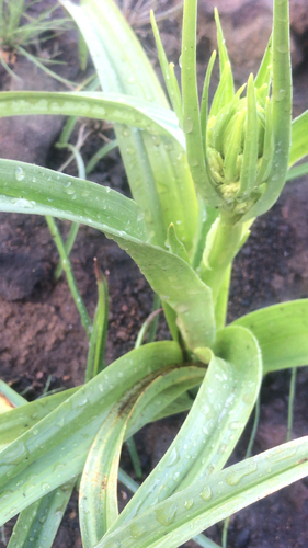 iNaturalist observation photo of Fremont's Death Camas