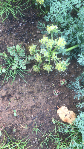 iNaturalist observation photo of woollyfruit desertparsley