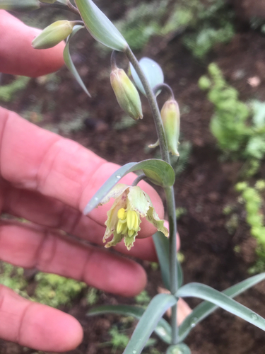 iNaturalist observation photo of checker lily