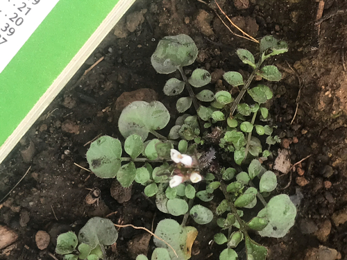 iNaturalist observation photo of hairy bittercress