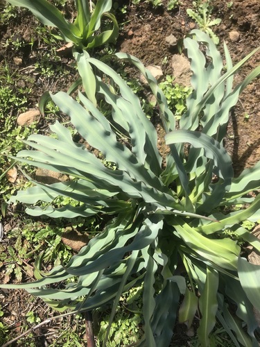 iNaturalist observation photo of wavy-leafed soap plant