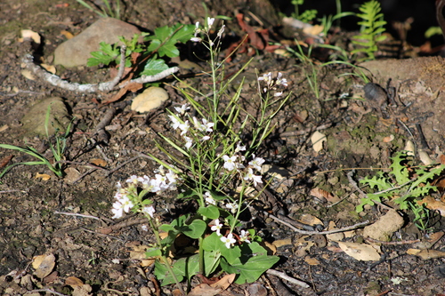 iNaturalist observation photo of milkmaids