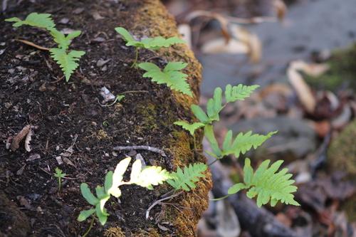 iNaturalist observation photo of California Polypody