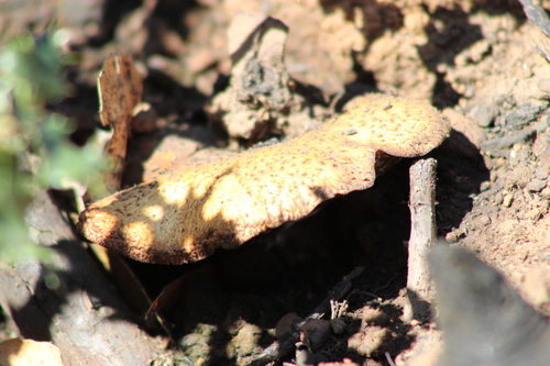 iNaturalist observation photo of tuberous polypore