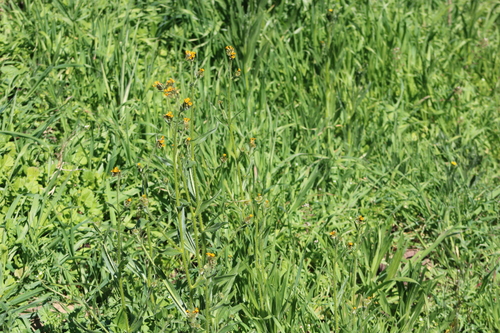 iNaturalist observation photo of Common Fiddleneck