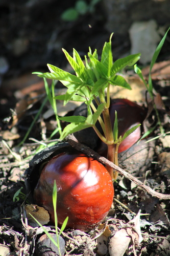 iNaturalist observation photo of California buckeye