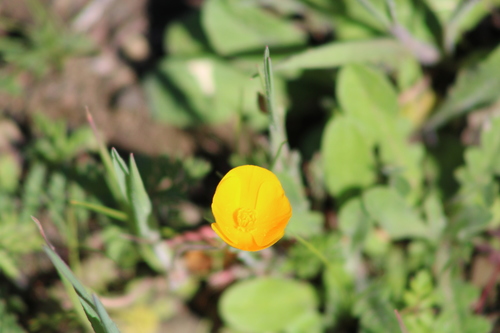iNaturalist observation photo of Eschscholzia