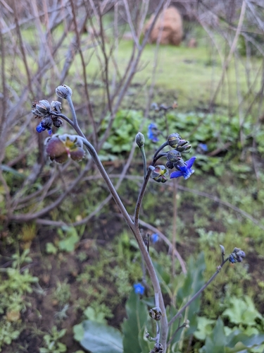 iNaturalist observation photo of Pacific hound's tongue