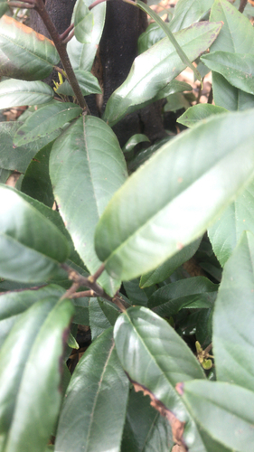 iNaturalist observation photo of coffeeberry