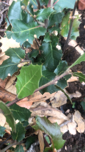 iNaturalist observation photo of oaks