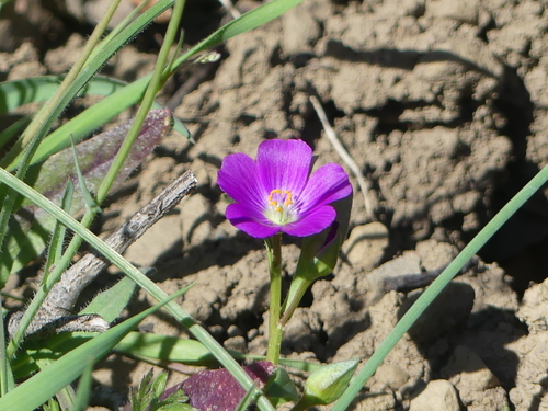 iNaturalist observation photo of redmaids