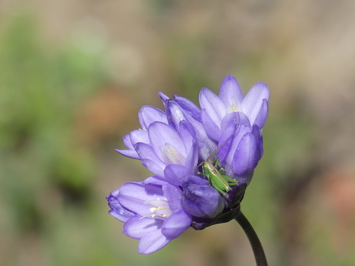 iNaturalist observation photo of Dipterostemon capitatus capitatus