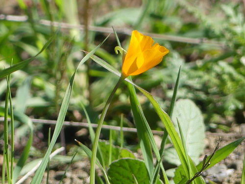 iNaturalist observation photo of Tufted Poppy