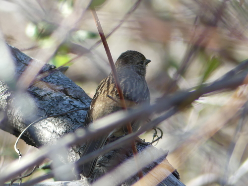 iNaturalist observation photo of Golden-crowned Sparrow