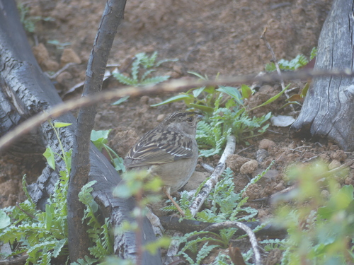 iNaturalist observation photo of Golden-crowned Sparrow