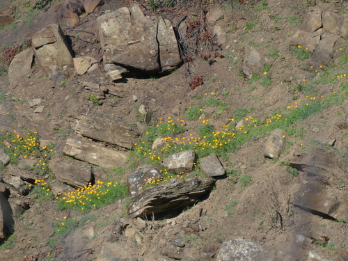 iNaturalist observation photo of Desert Poppies