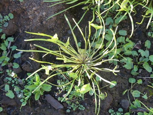 iNaturalist observation photo of Streambank Springbeauty