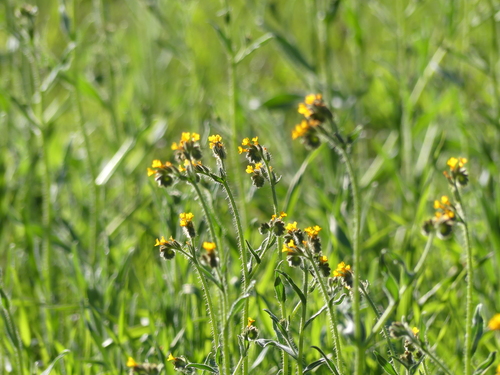 iNaturalist observation photo of Fiddlenecks
