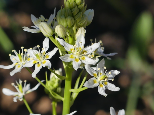 iNaturalist observation photo of Fremont's Death Camas
