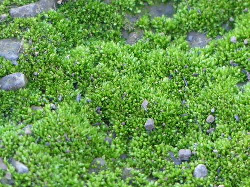 iNaturalist observation photo of Mosses